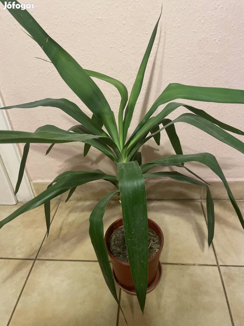 yukka kb 90cm