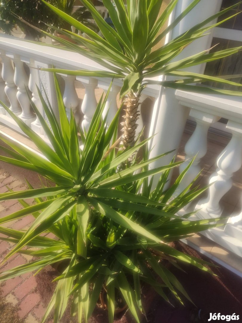 yukka pálmaajándék