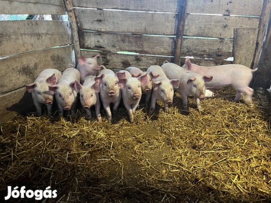 02.02 született Malacok