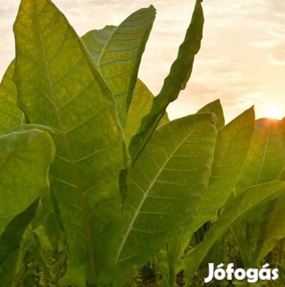 1000+ db. Latakia Dohánymag Különlegesség (5465)