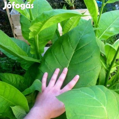 1000+ db. Virginia Gold Dohánymag  (5457)