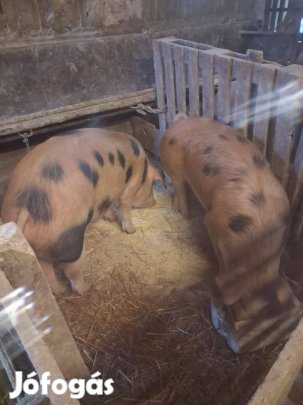 100 120 kg os disznok eladóak