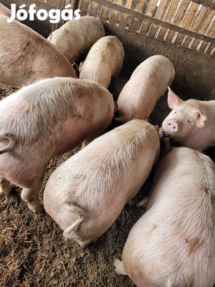 100-150 kg hízzok eladó! 
