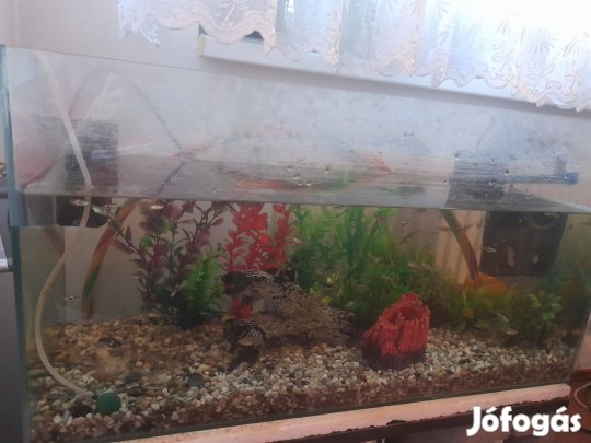 100 L-es akvárium teljes tartozékkal, halakkal eladó