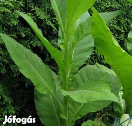 100+ db. Badischer Geudertheimer Dohánymag  (4504)