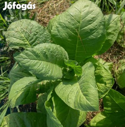 100+ db. Bamboo Shoot Dohánymag Különlegesség (6200)