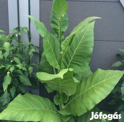 100+ db. Bauerntabak Dohánymag  (4539)