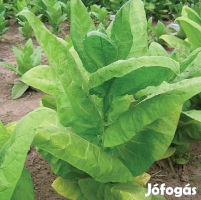 100+ db. Kentucky Burley Dohánymag  (5342)