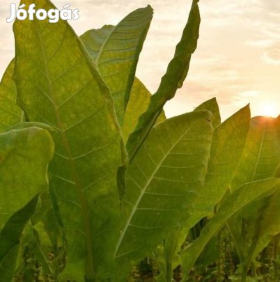 100+ db. Latakia Dohánymag Különlegesség (5464)