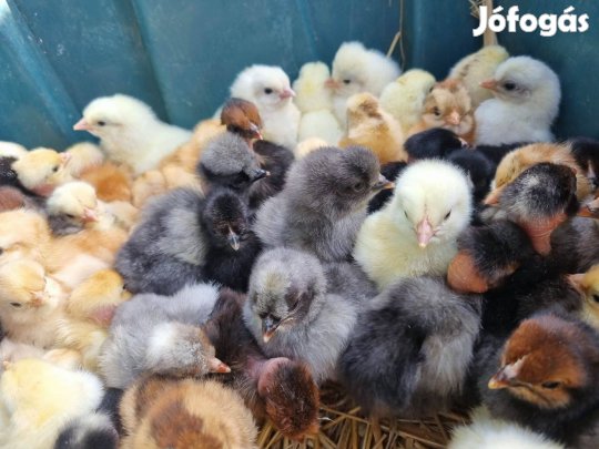100 darab nagy testű napos csirke eladó