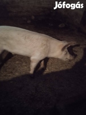 100 kg Kan disznó eladó