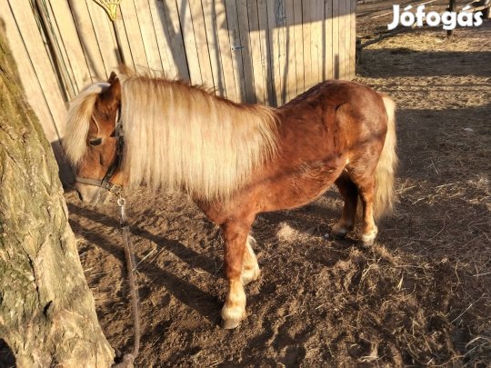 100cm-es csődör póni