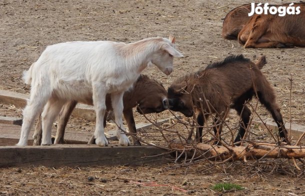 10-12 hetes kecske gidák