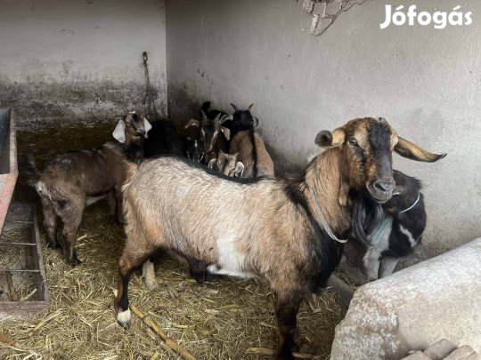 10 darab bakkecske eladó minden féle fajta