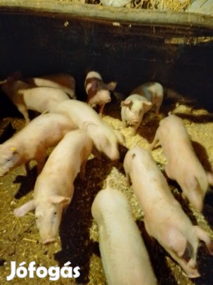 10 db 10 hetes malac eladó