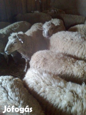 10 db fiatal anya juh ,tokjó és 1 kos