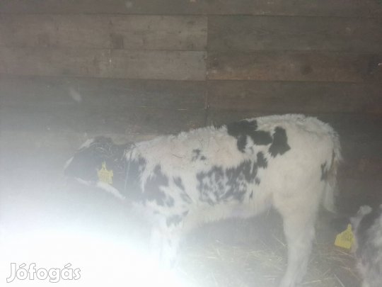 10 db választási borjú eladó 