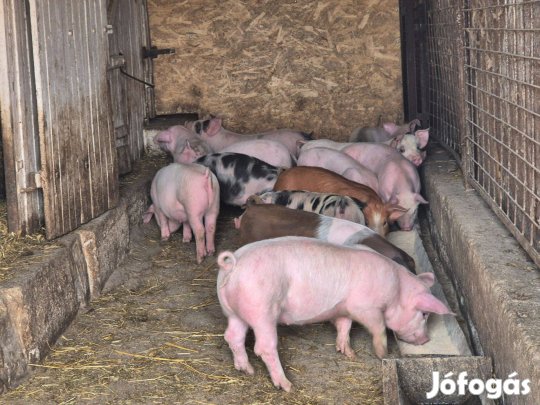 10 és 12 hetes malacok eladók