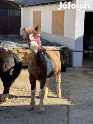 10 éves csődör póni!