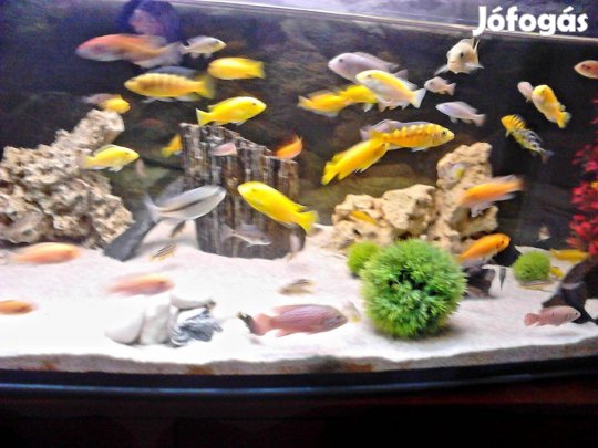 10 féle Afrikai sügér fiatalok akvárium ba díszhal sügérek