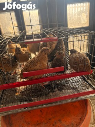 10 hetes fürj kakasok