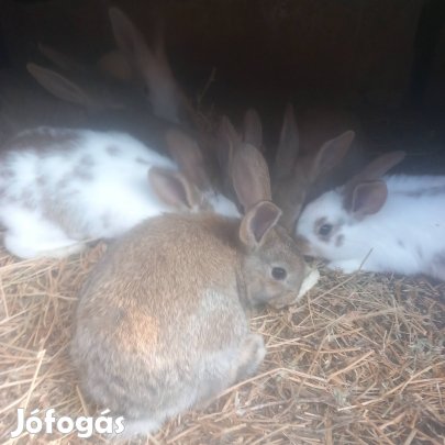 10 hetes nyúlak eladók