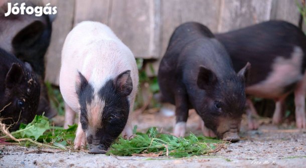 10 hetes vietnámi malacok eladók