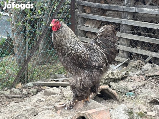 10 hónapos Brahma kakas költözne