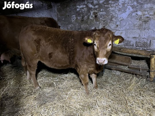 10 hónapos Limuzin üsző eladó 