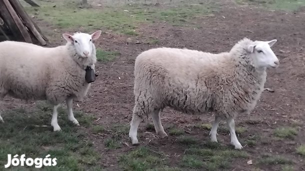 10 hónapos eredeti Britt tejelő juhok eladók.