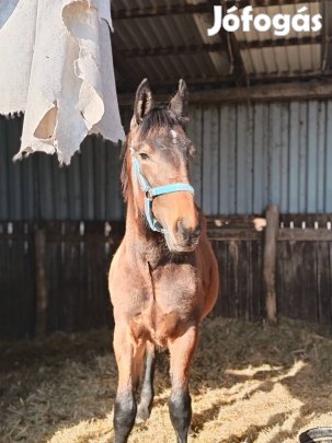 10 hónapos mén csikó