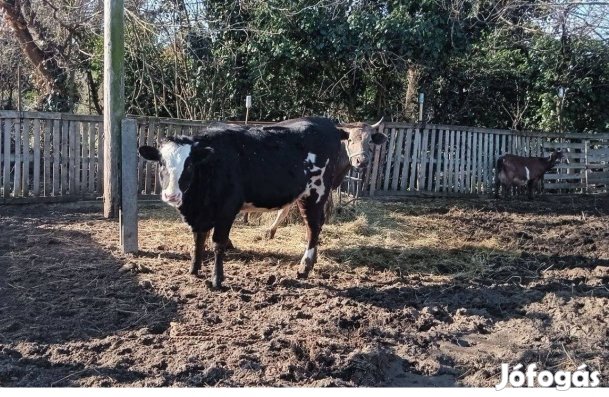 10 hónapos üsző eladó