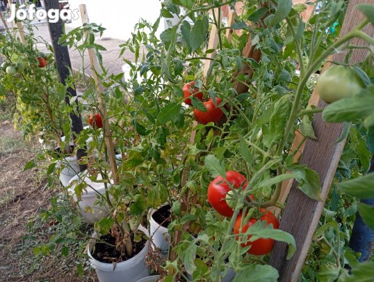 10 l-es palántázó vödör, zöldség, gyümölcs, virág termesztéshez