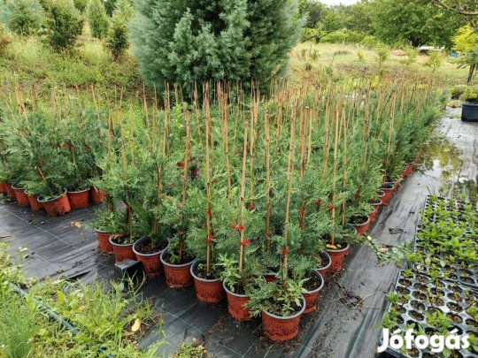 10 méter gyors sövény 20 db Leylandi ciprus K2 csomagár