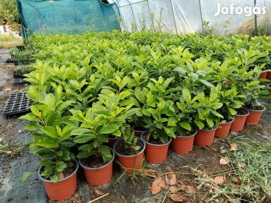 10 méter örökzöld sövény 20 db Babérmeggy K2 csomag