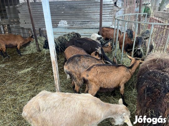10db.Enár reg. anyakecske máshol legelne, olcsón egyben vihető