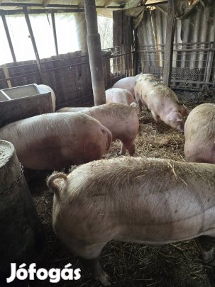 10db húshízó 160-180kg egyben