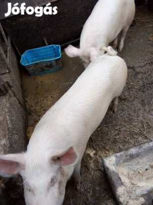 110-130 kg Hízó eladó 