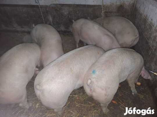 110 -130 kilós hízók 