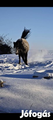 110 cm csődör póni 
