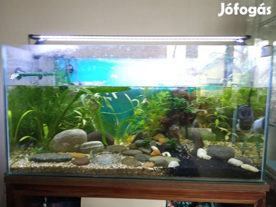 110 literes akvárium teljes felszereléssel sürgősen eladó