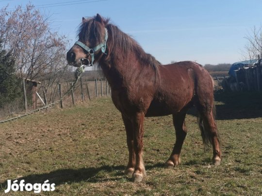 115 cm mén poni