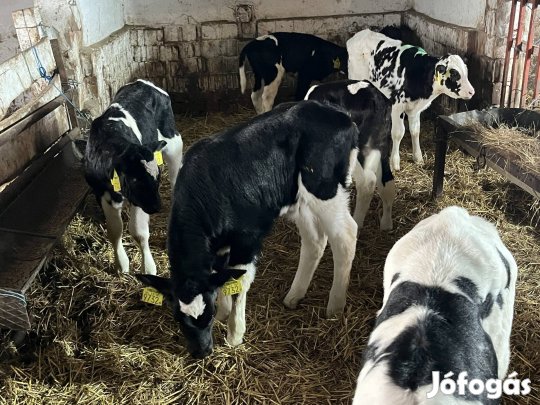 11 db 6 hetes hf bika borjuk elado