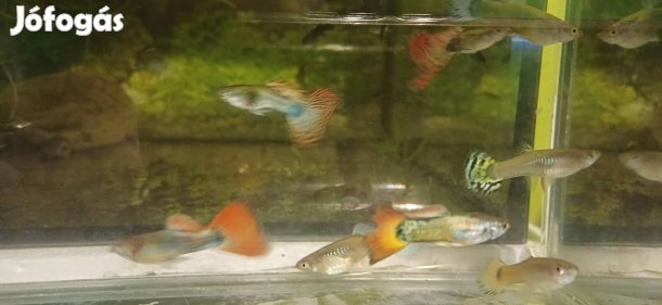 11 db guppy guppi him nőstény egyben