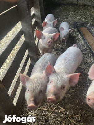 11 db választási malac eladó 