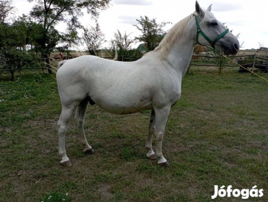 11 éves lipicai herélt