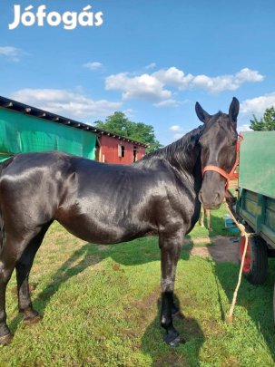 11 éves tisztavérű nonius vemhes kanca
