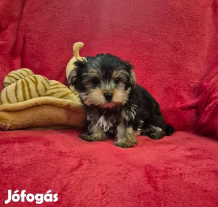11 hetes yorki , yorkshire terrier kisfiú !