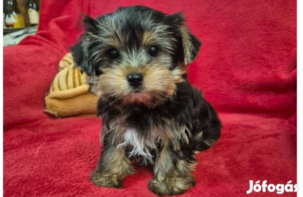 11 hetes yorki , yorkshire terrier kisfiú !