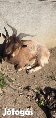 11 hónapos bak kecske